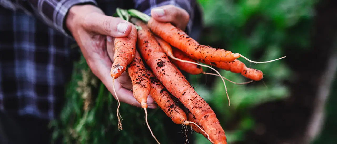 A farmer holding up some nice carrots freshly picked from the garden.
